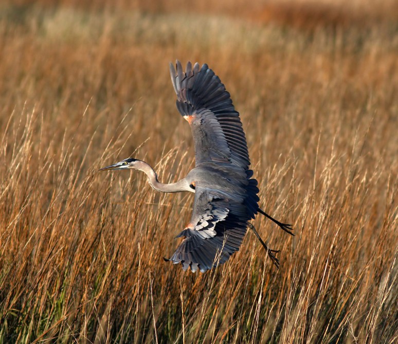 GBH Hops Out Of The Reeds 
