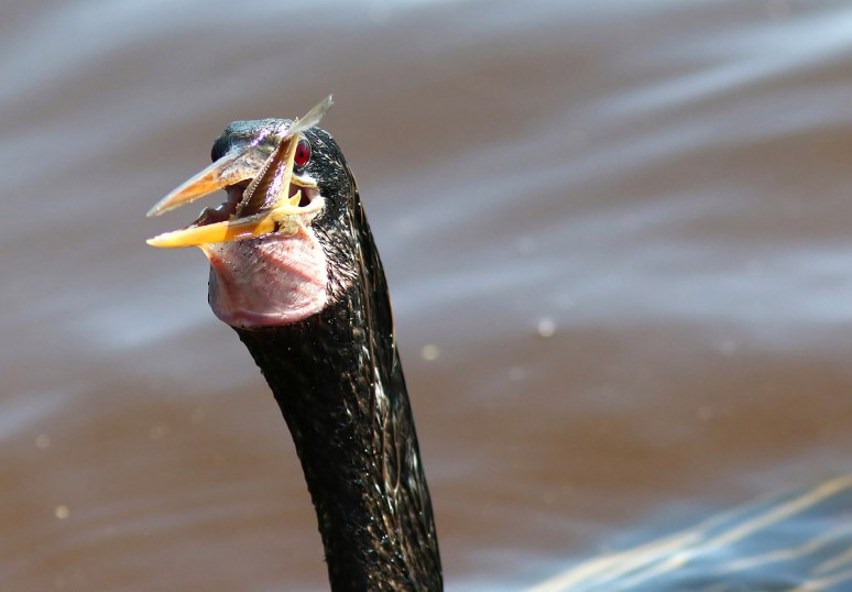 Nice Catch By Anhinga 