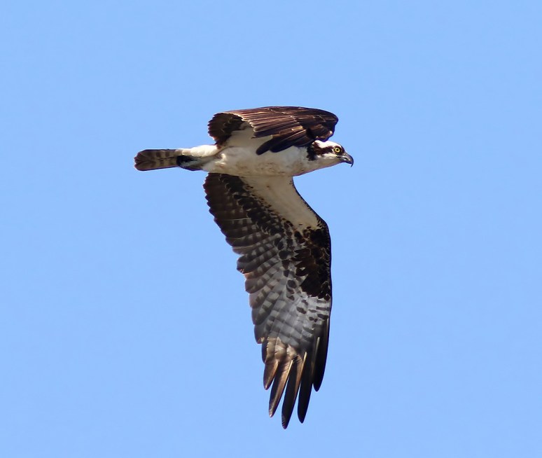Osprey Flight