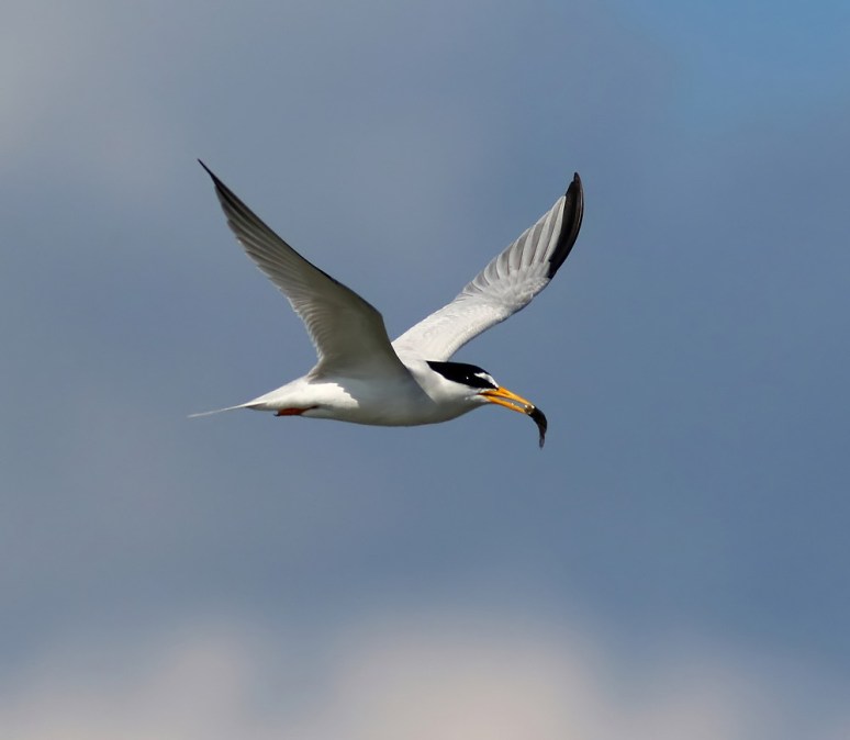 Saturday Afternoon 04