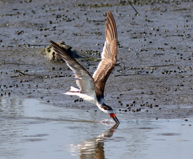 Skimmer Makes A Quick Pass 