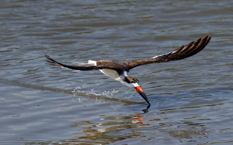 Skimmer Makes A Quick Pass 