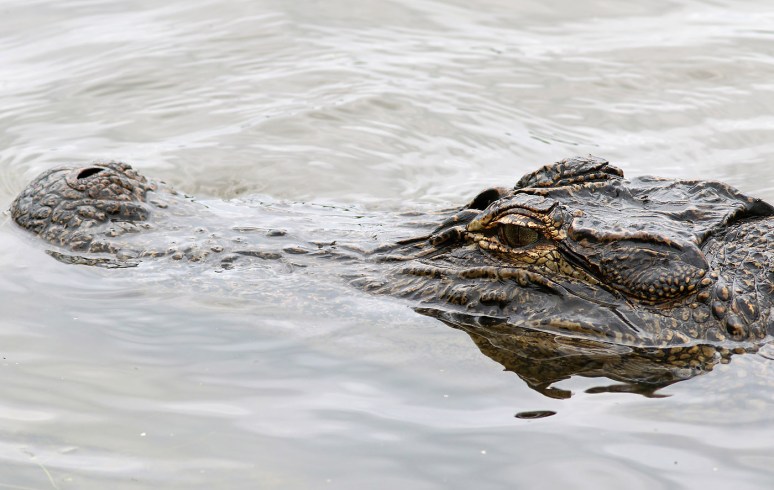 Stormy Day at the Marsh 