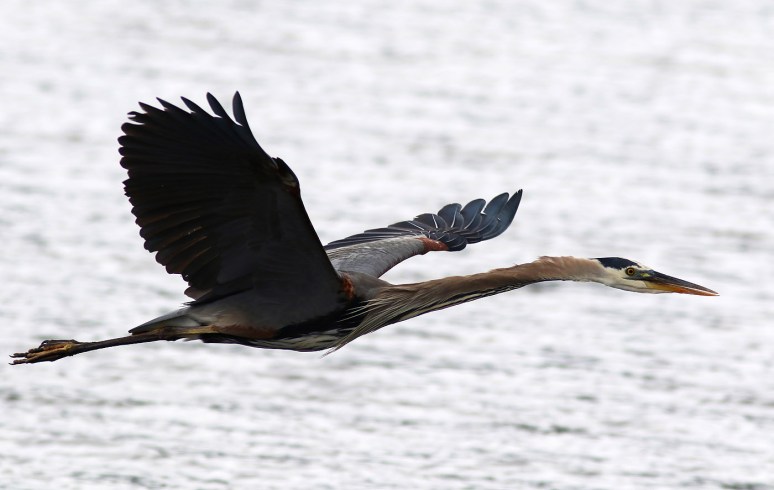 Stormy Day at the Marsh 