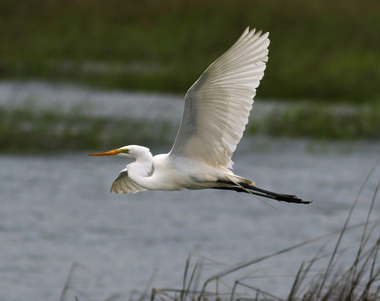 Stormy Day at the Marsh 