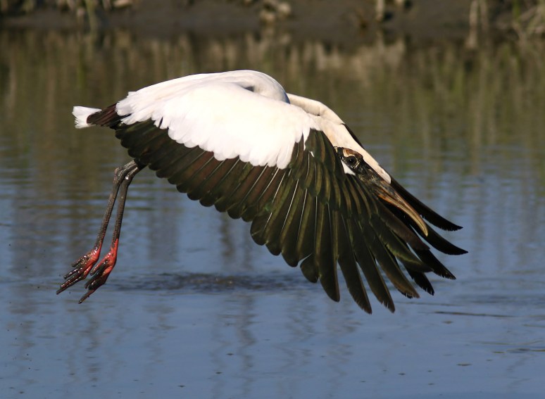 Wood Stork Flight