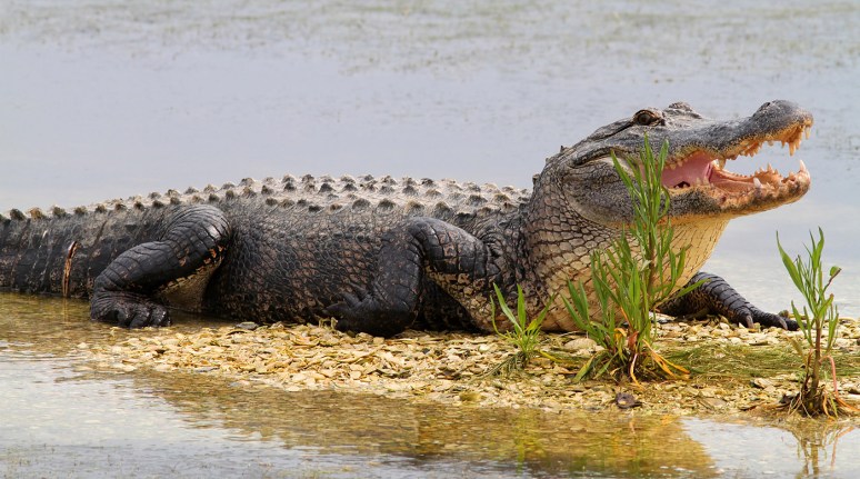 Alligator Hiding in the Bushes