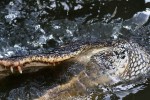 Alligators As Art