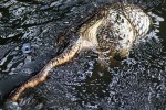 Alligators As Art