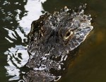 Alligators As Art