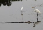 Egret Chases Off&nbsp;Gator