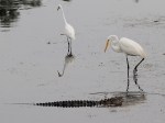Egret Chases Off&nbsp;Gator