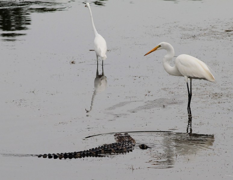 Egret Chases Off Gator 