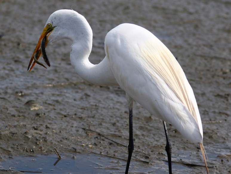 Egret Snags an Eel 