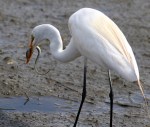 Egret Snags an&nbsp;Eel