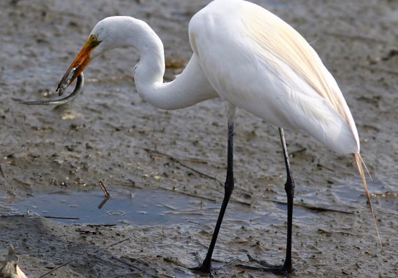 Egret Snags an Eel 