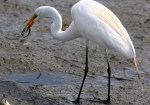 Egret Snags an&nbsp;Eel