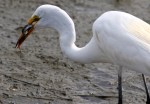 Egret Snags an&nbsp;Eel