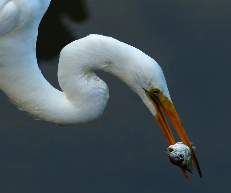 Fish Having A Bad Day