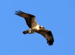 Osprey Flying Back With&nbsp;Fish