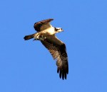 Osprey Flying Back With&nbsp;Fish