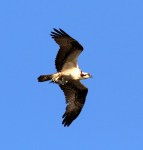 Osprey Flying Back With&nbsp;Fish