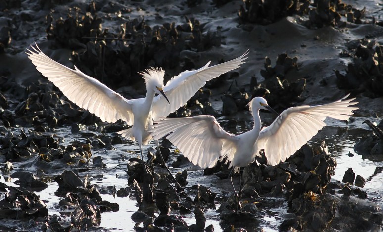 Snowy Fight in the Salt Marsh