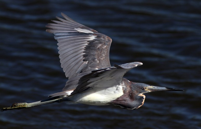 Tricolor Heron Zips By 