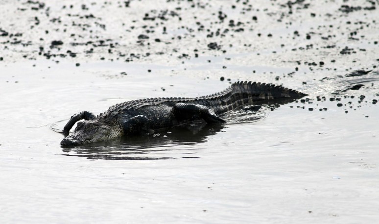 Alligator Creeps Into Salt Marsh 