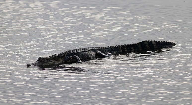Alligator Creeps Into Salt Marsh 