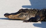 Alligator Just Laying&nbsp;Around