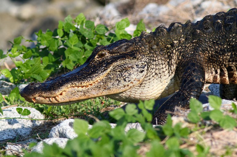 Alligator Just Laying Around 