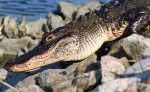 Alligator Just Laying&nbsp;Around