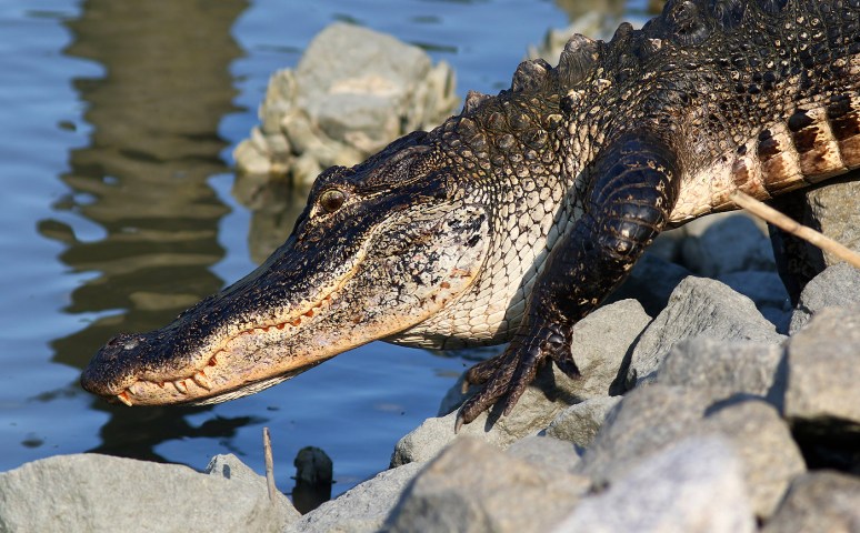 Alligator Just Laying Around 