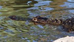 Alligator Just Laying&nbsp;Around