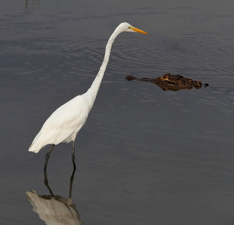 Egret and Alligator