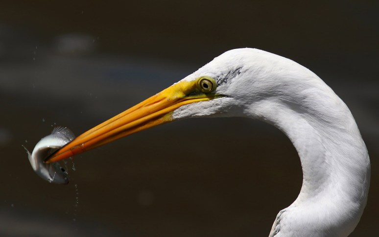 Egret Grabs Quick Breakfast 