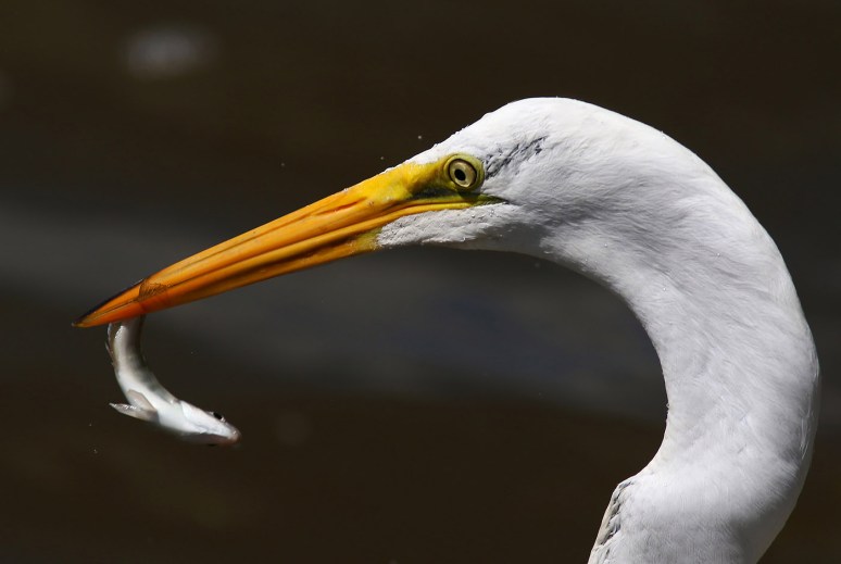 Egret Grabs Quick Breakfast 