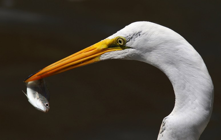 Egret Grabs Quick Breakfast 