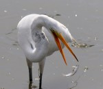 Everybody Dropped One