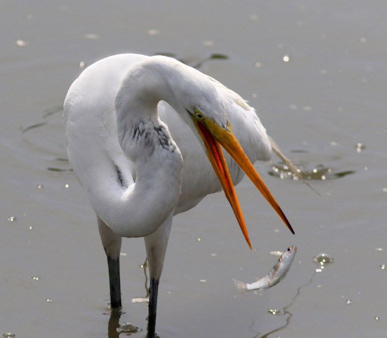 Everybody Dropped One