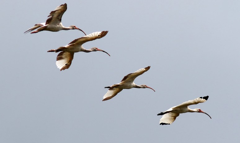 Ibis Flight Group