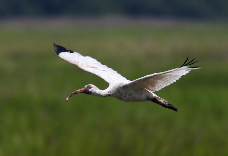 Muddy Ibis Flight