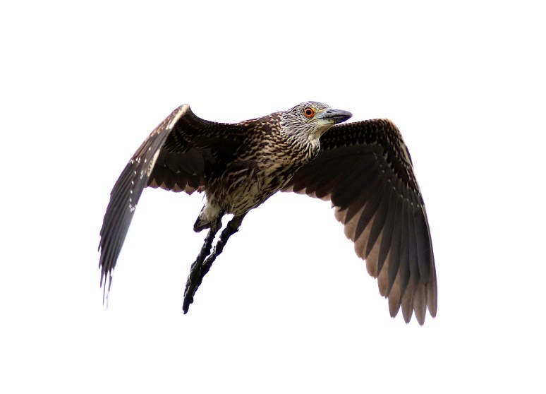 Night Heron Flies In 