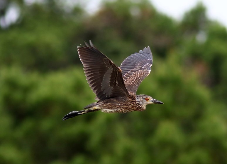 Night Heron Flies In 