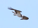 Osprey Catches Two&nbsp;Fish
