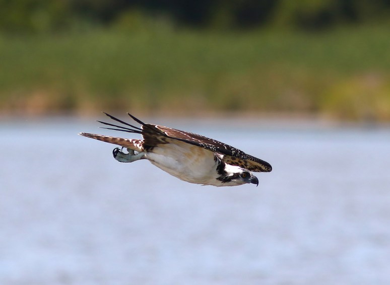 Osprey Catches Two Fish 