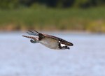 Osprey Catches Two&nbsp;Fish