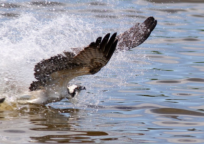 Osprey Catches Two Fish 