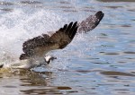 Osprey Catches Two&nbsp;Fish